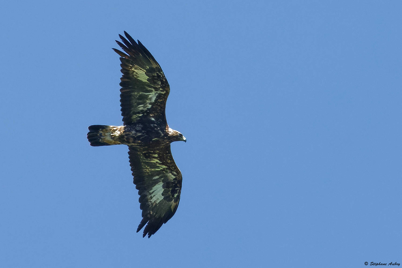 Aigle royal, Aquila chrysaetos
