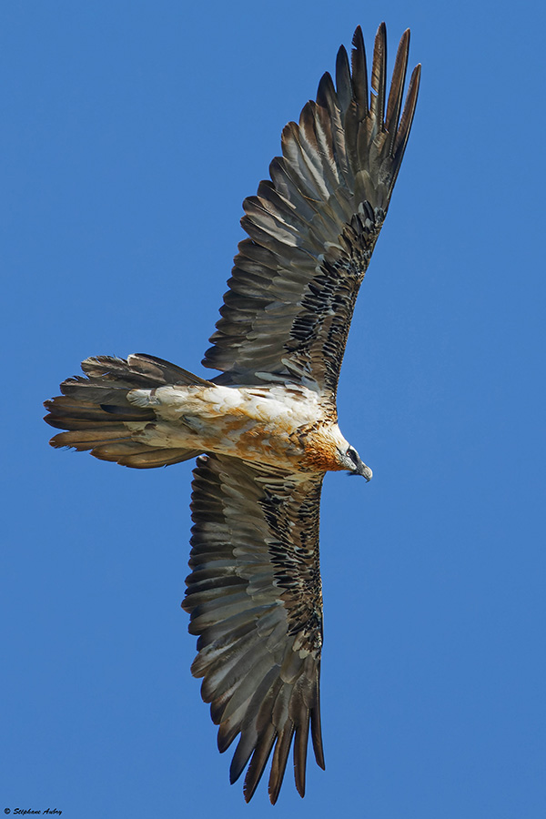Gypate barbu, Gypaetus barbatus