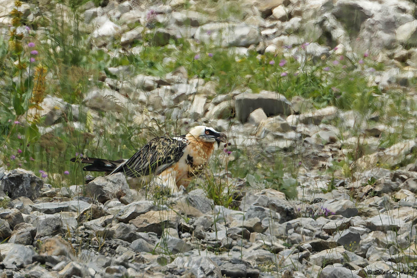 Gypate barbu, Gypaetus barbatus