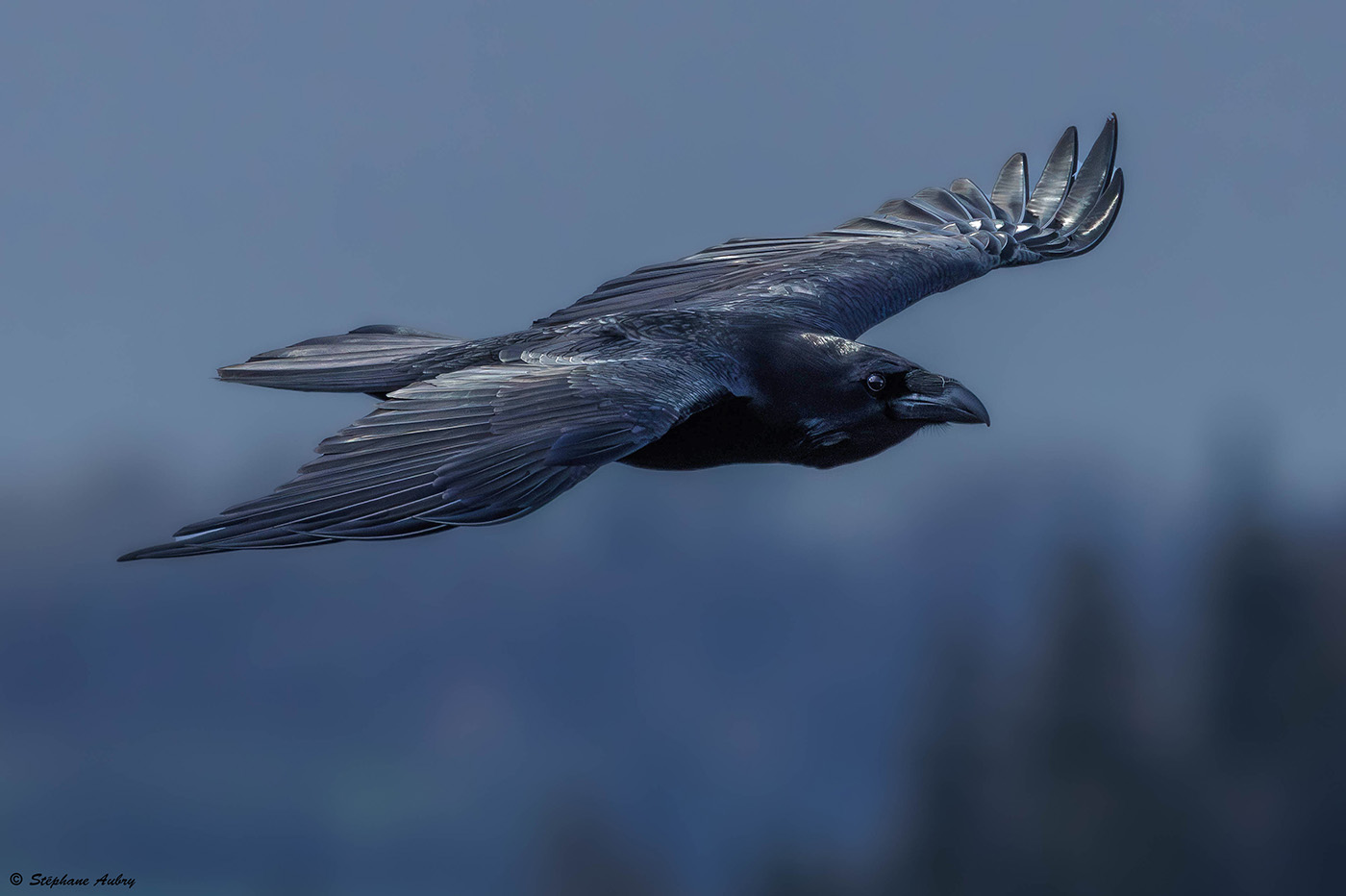 Grand Corbeau, Corvus corax