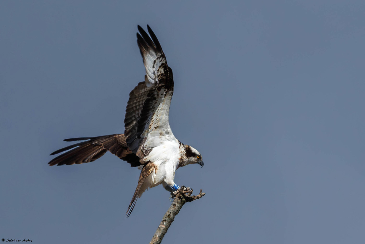 Balbuzard pcheur, Pandion haliaetus