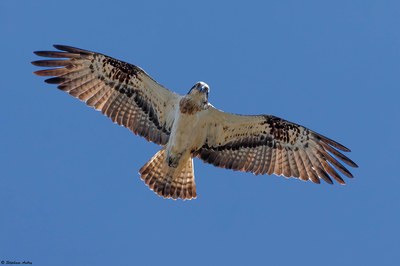 Balbuzard pcheur, Pandion haliaetus