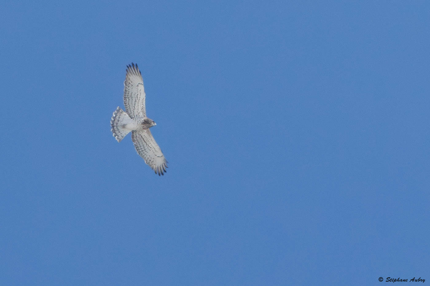 Circate Jean-le-Blanc, Circaetus gallicus