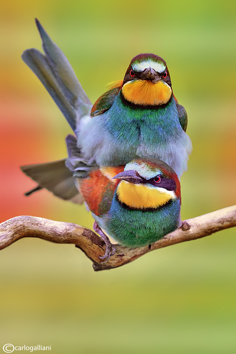 Gruccione-European Bee-eater (Merops apiaster)