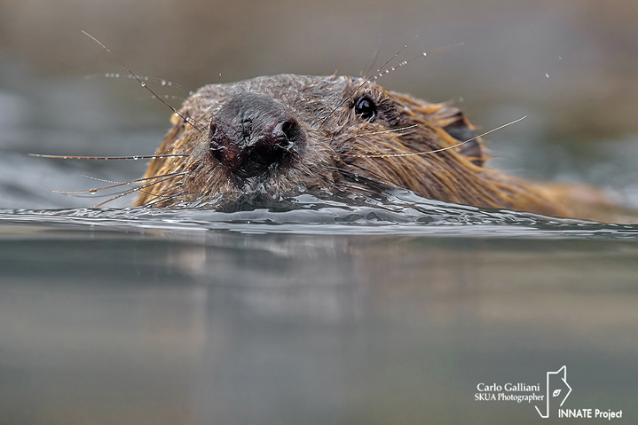 Castoro - Beaver (Castor fiber)