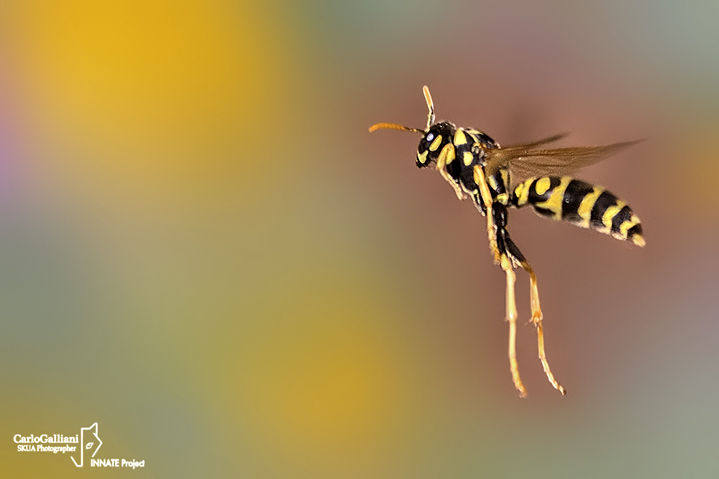 Polystes dominula