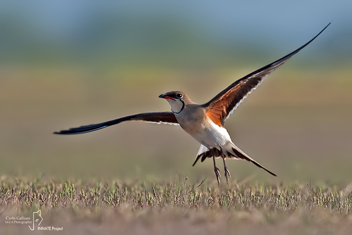 Pernice di mare-Collared Pratincole (Glareola pratincola)