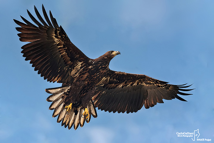 Aquila di mare-White-tailed Eagle (Haliaeetus albicilla)