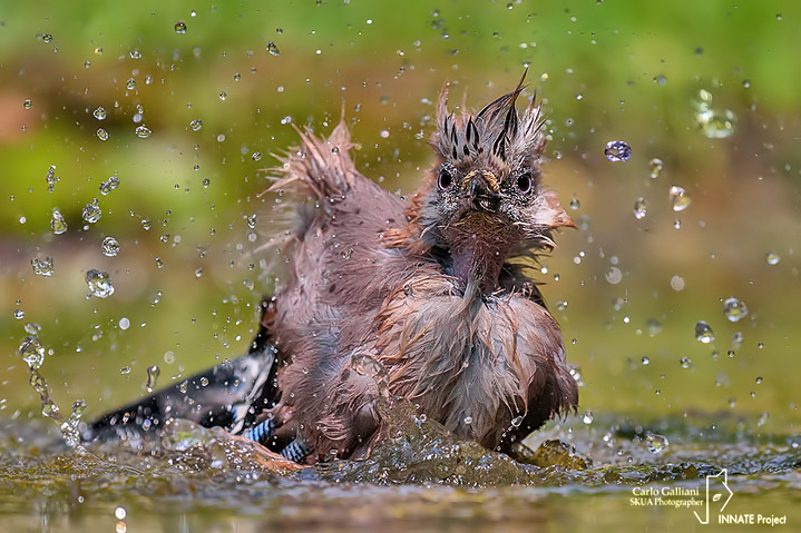 Ghiandaia -Eurasian Jay(Garrulus glandarius)