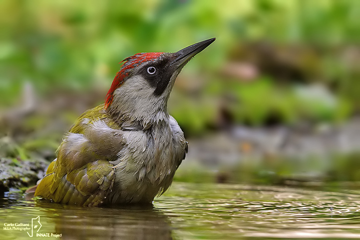 Picchio verde-Green Woodpecker (Picus viridis)