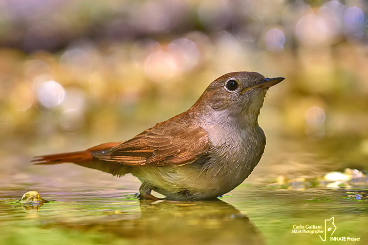 Usignolo-Common Nightingale (Luscinia megarhynchos)