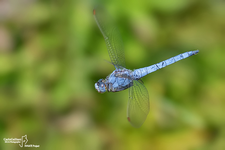 Orthetrum brunneum