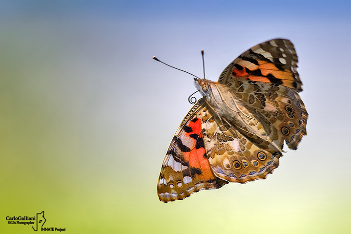 Vanessa cardui