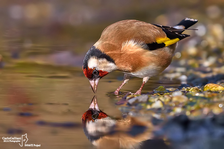 Cardellino -European Goldfinch (Carduelis carduelis)