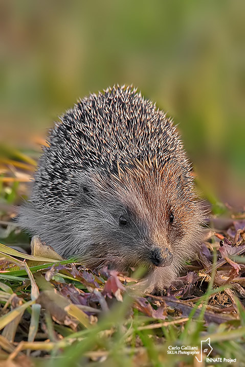 Riccio-European Hedgehog (Erinaceus europaeus )