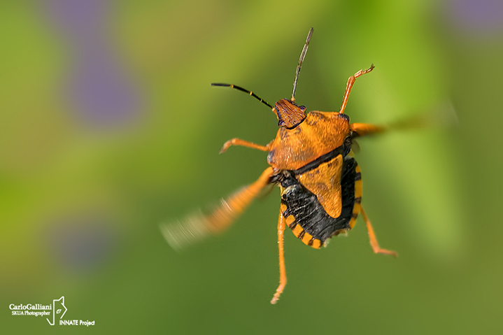 Carpocorus purpureipennis