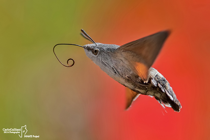 Macroglossum stellatarum