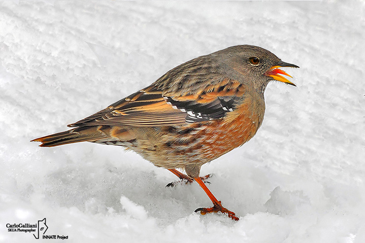 Sordone-Alpine Accentor (Prunella collaris)