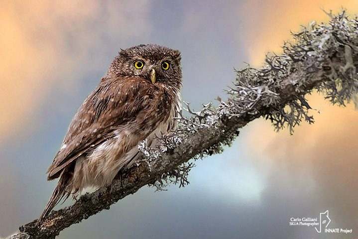 Civetta nana-Eurasian Pygmy Owl (Glaucidium passerinum)
