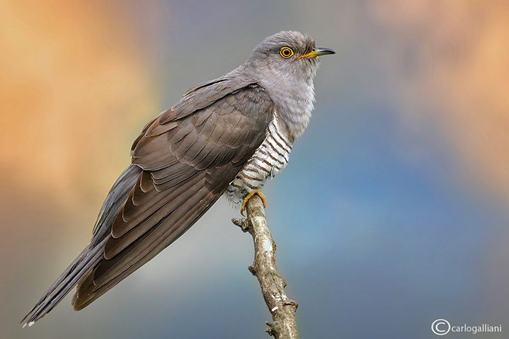 Cuculo-Common Cuckoo (Cuculus canorus)