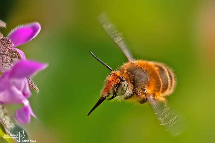 Anthophora  plumipes