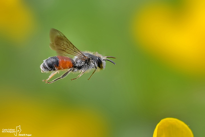 Andrena sp.