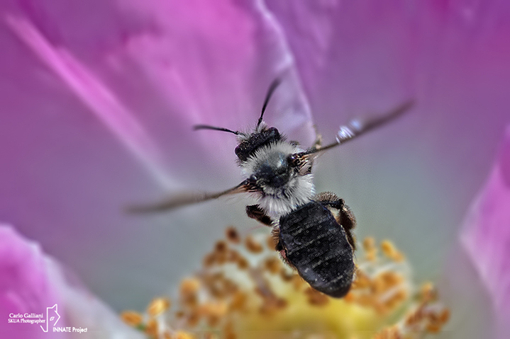 Andrena cineraria