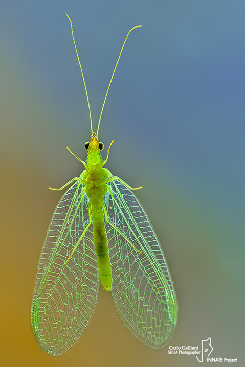 Chrysoperla cf pallida