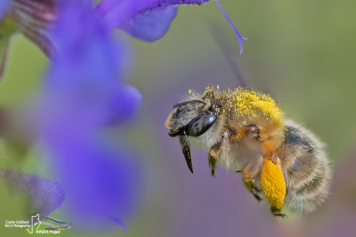 Anthophora  plumipes