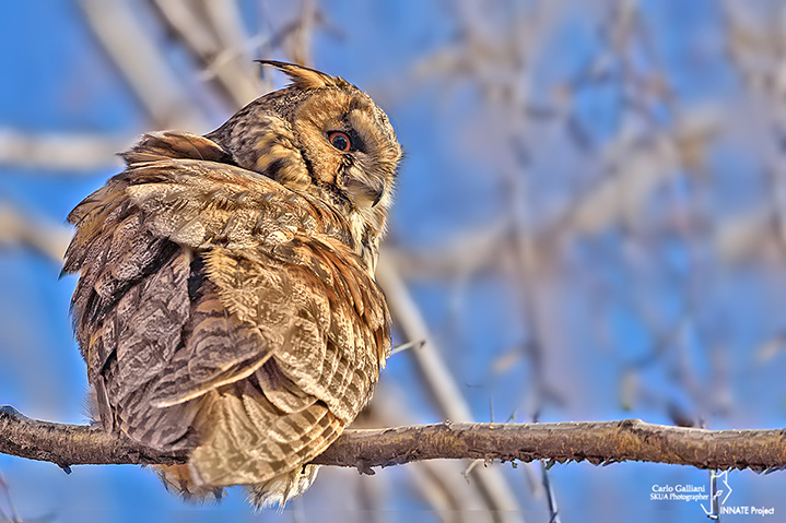 Gufo comune-Long-eared Owl (Asio otus)