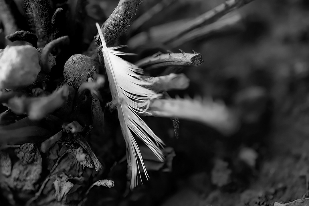 The feather