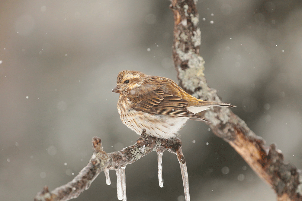 Roselin pourpr femelle / Purple Finch