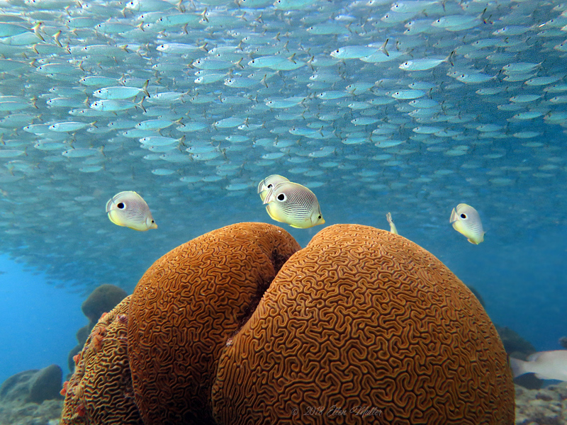 Scad, Butterflyfish & Brain Coral