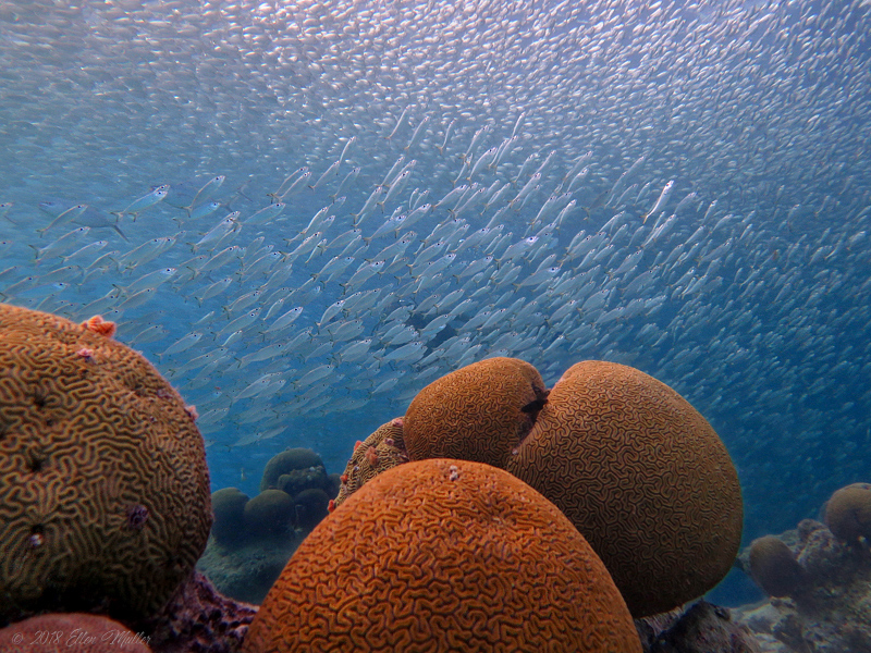 Scad & Brain Coral