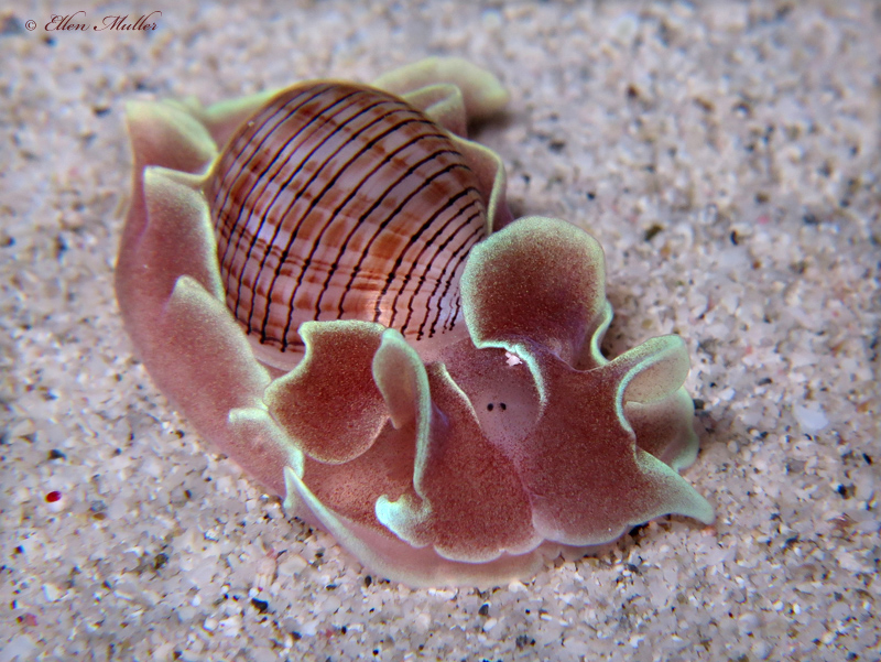 Hydatina physis