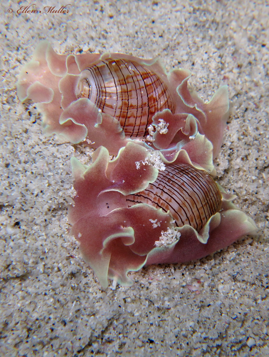 Hydatina physis
