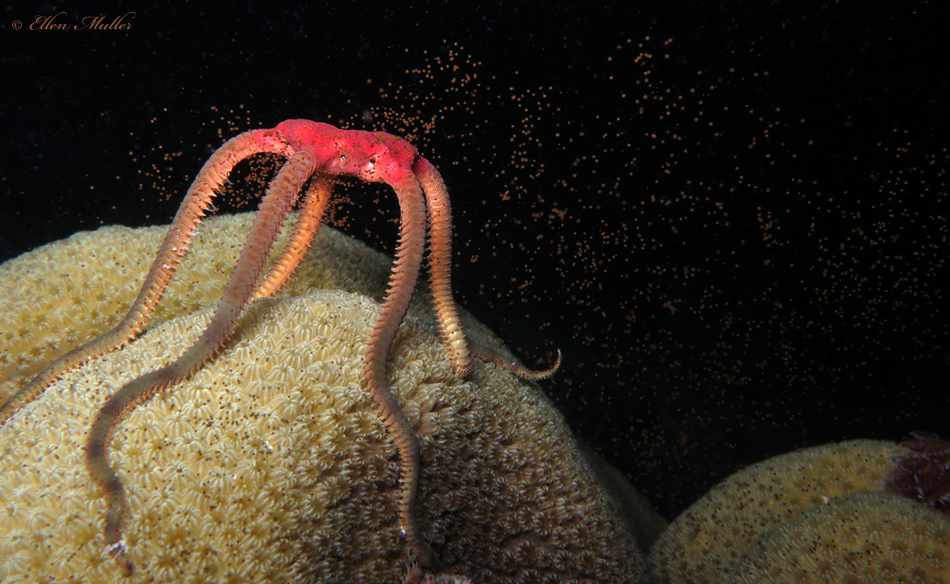 Smooth Brittle Star Spawning