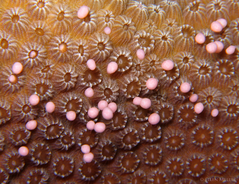 Star Coral Spawning