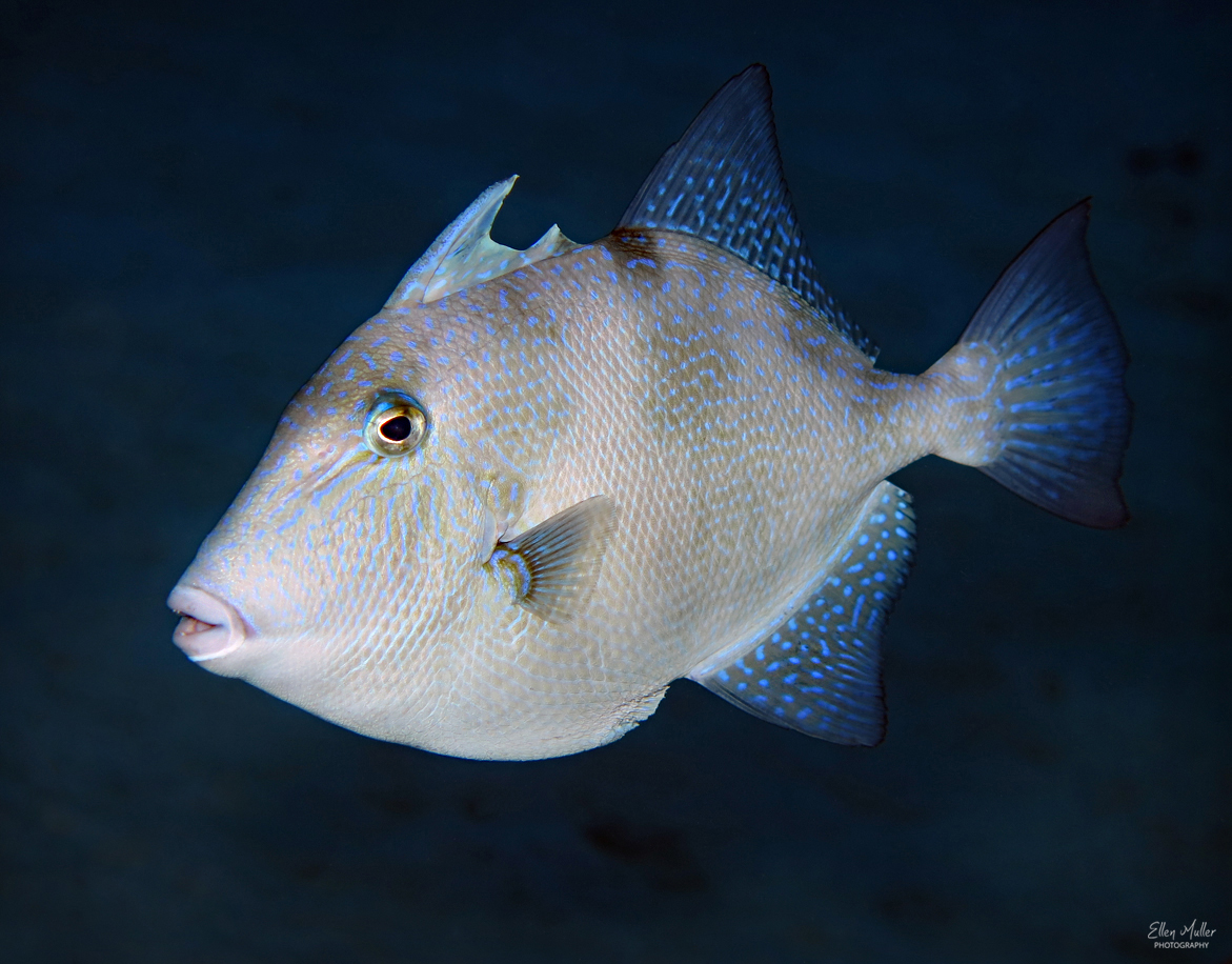 Gray Triggerfish