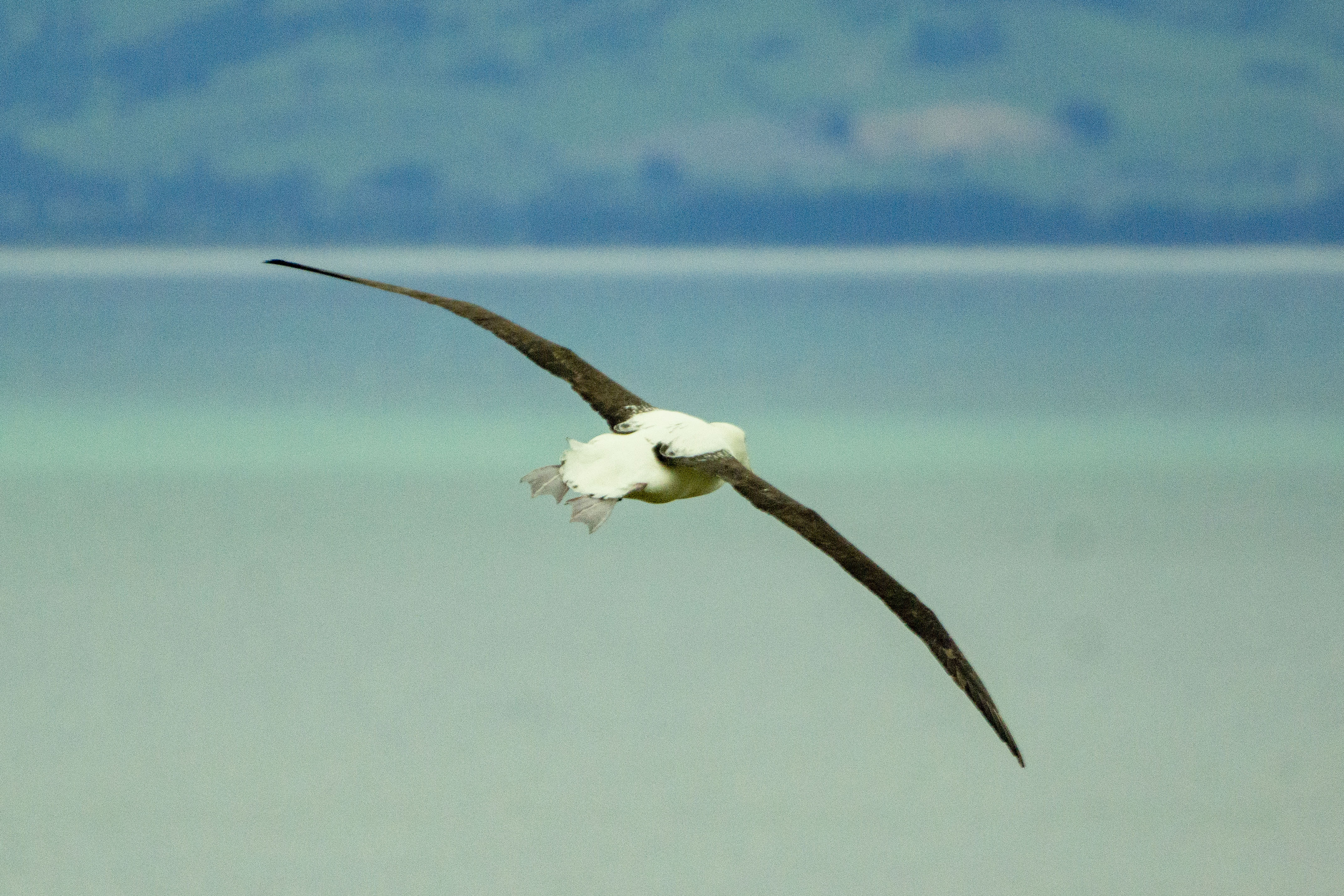 Soaring Albatross