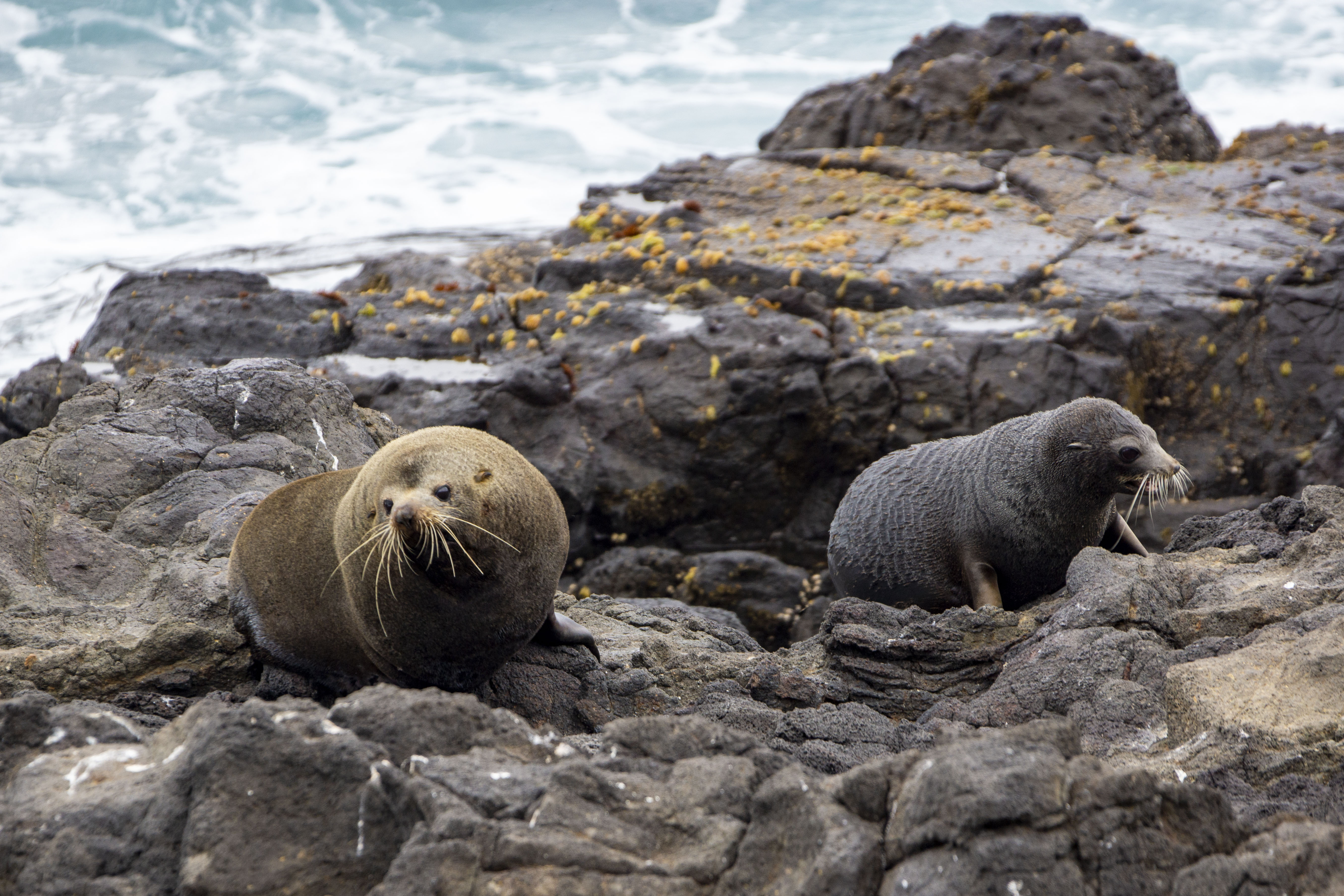 Fur Seals