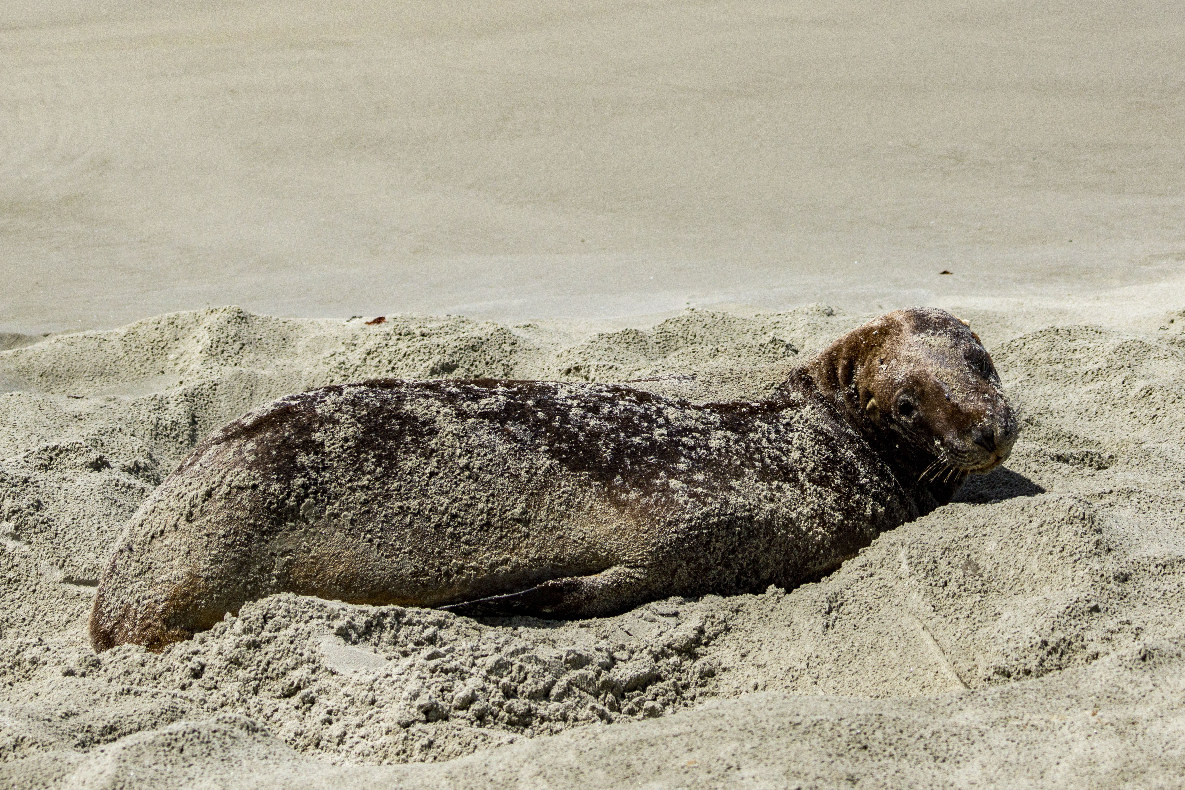 Sea Lion