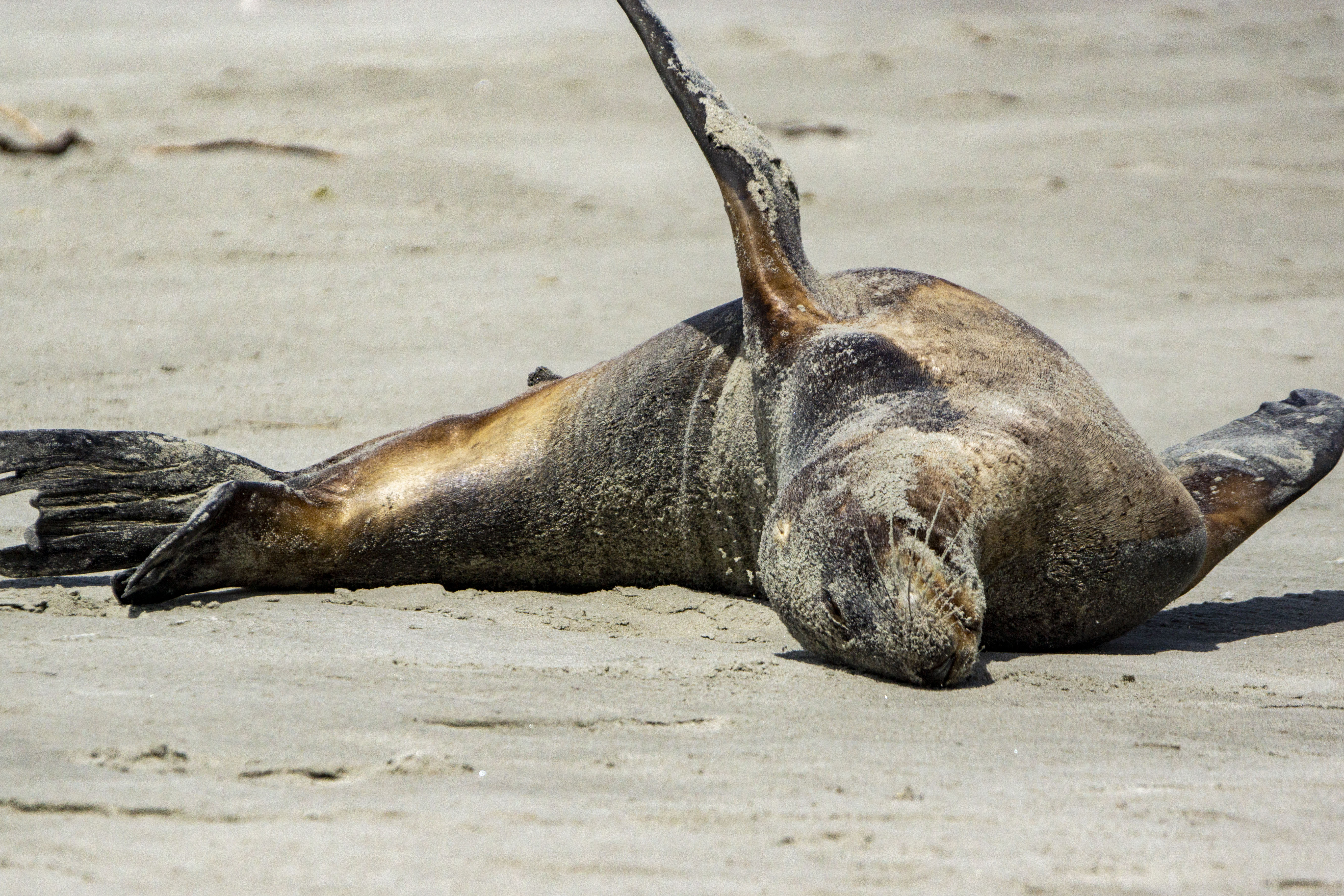 Sea Lion