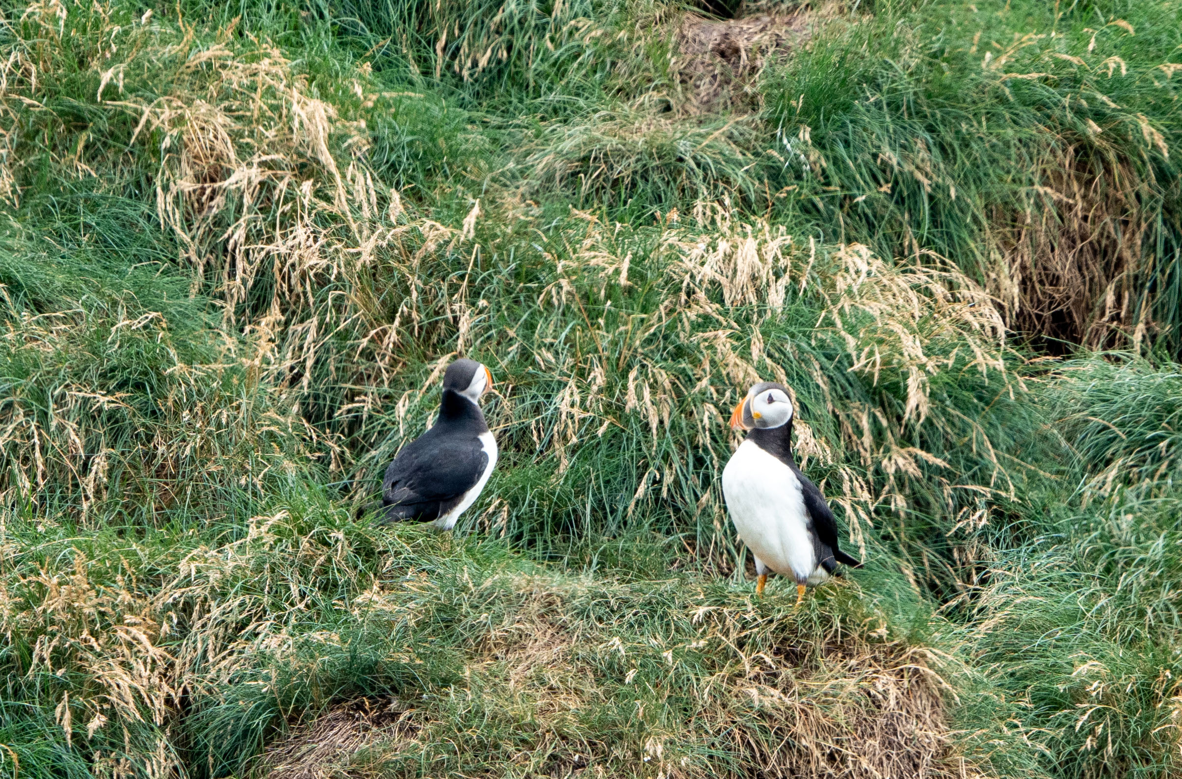 Neighbor Puffins