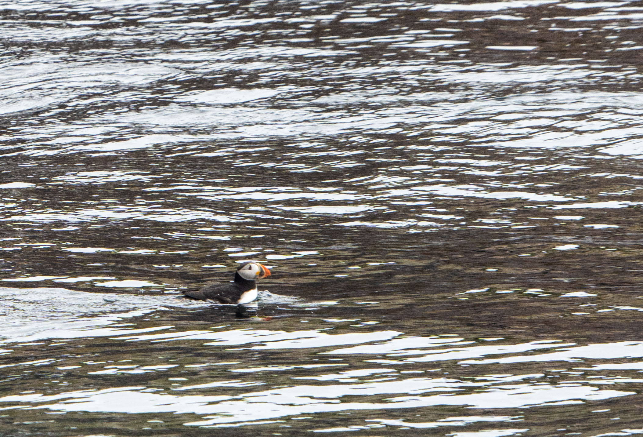 Swimming Puffin