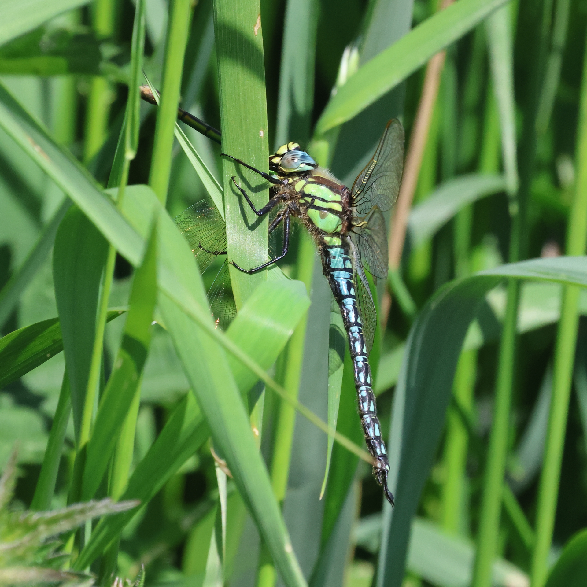 Hairy Dragonfly