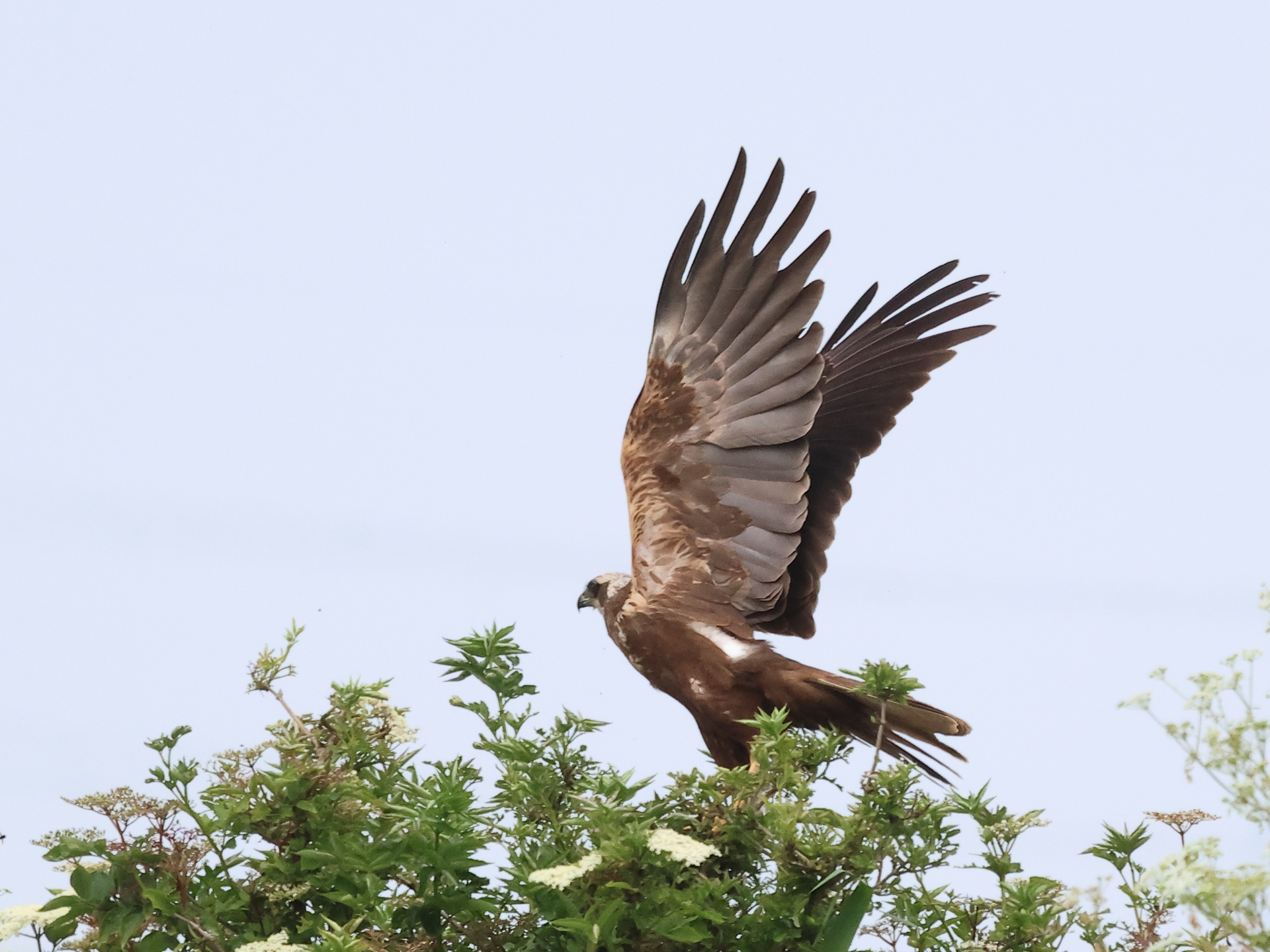 MarshHarrier_826A2615_1920.JPG