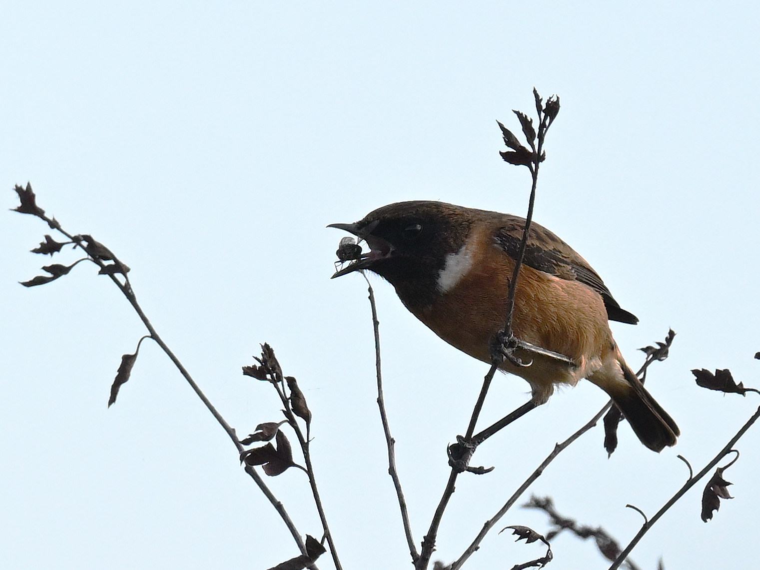 Stonechat munching a fly