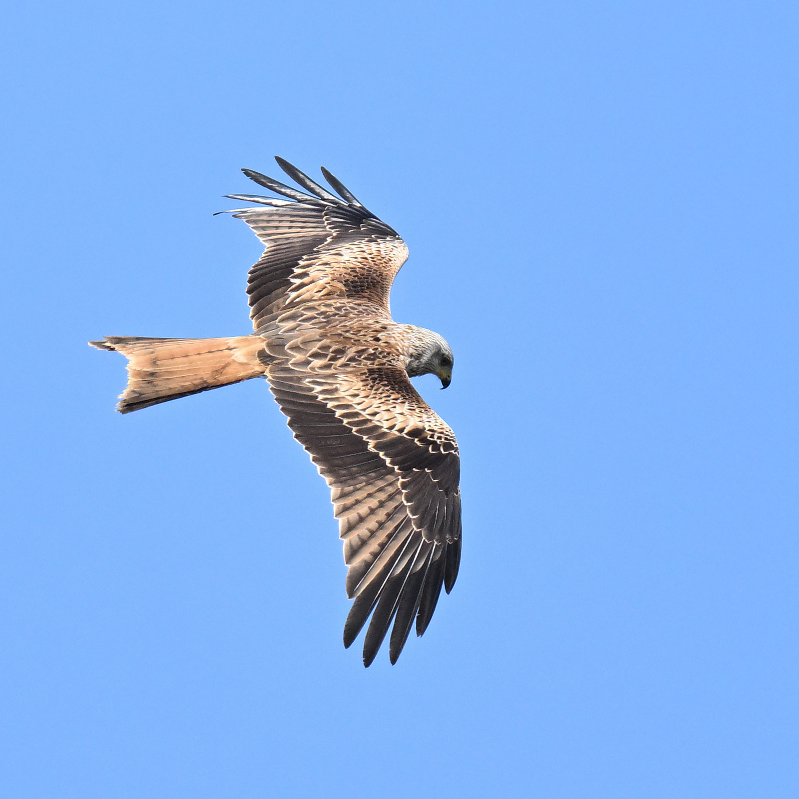 RedKite_DSC_2694_1920.JPG