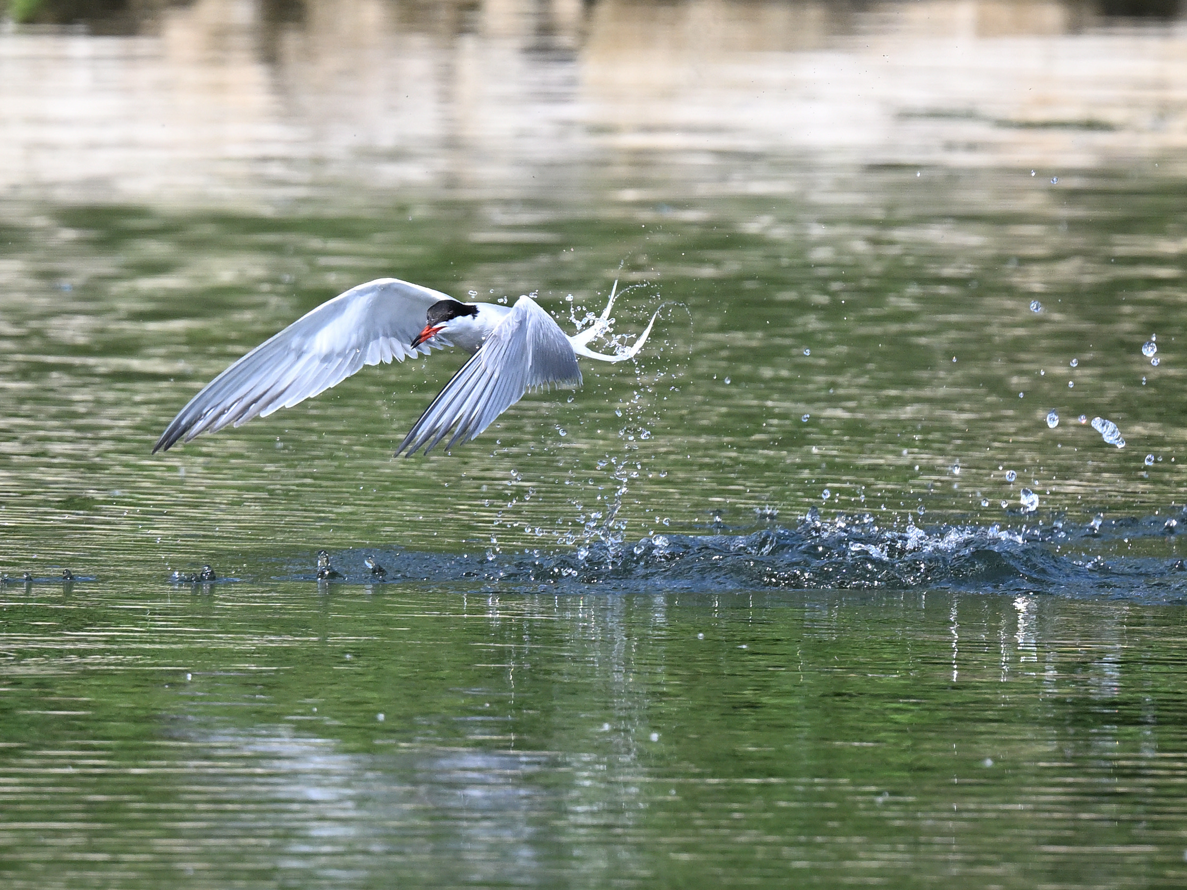 CommonTern_DSC_8816_small.JPG